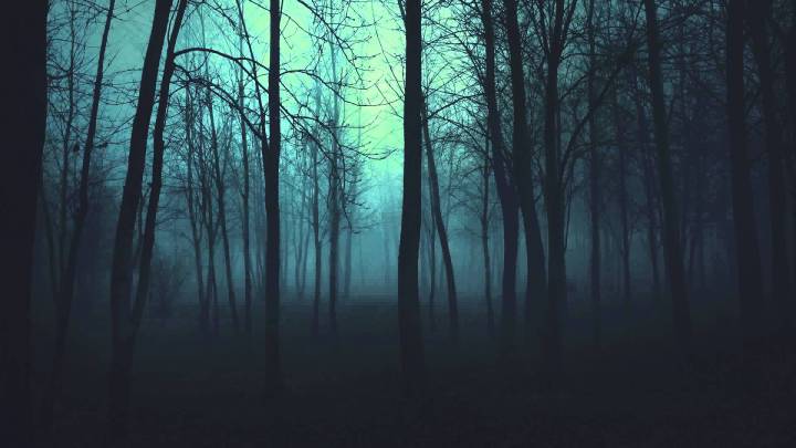 bosque-nocturno